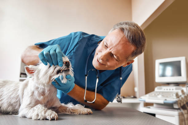 Best Emergency Root Canal Treatment in San Fernando, CA